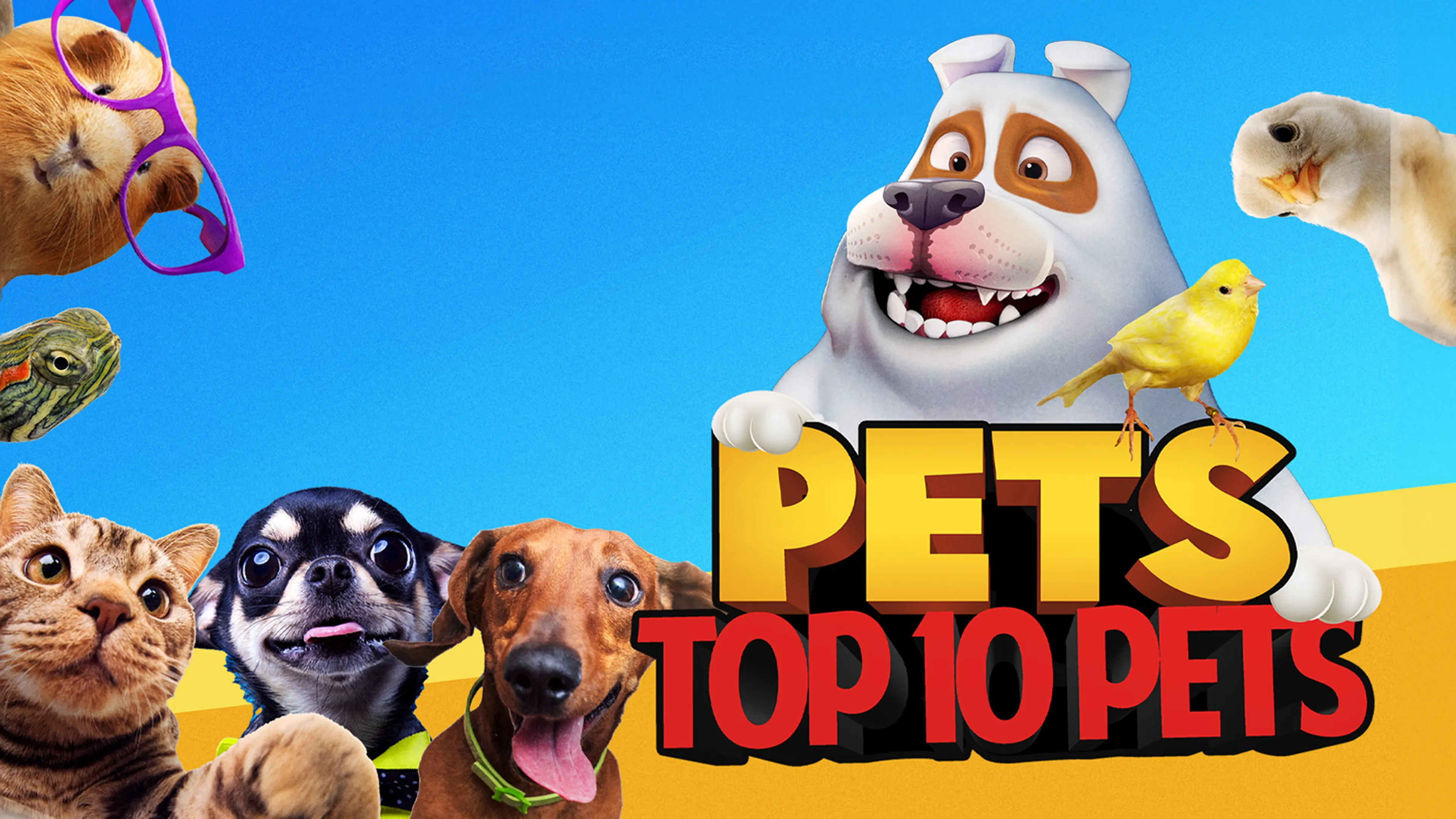 Pets: Top 10 Pets poster